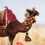 Cappadocia-Wine-Tasting-Horseback-Riding-Hot-Air-Balloons-Derwishes9