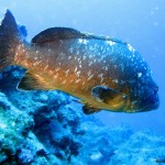 Diving - kas - turkey