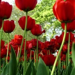 spring-tulips1[1]